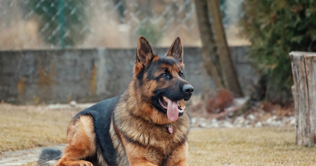 German Shepherd number 1 guard dog in world