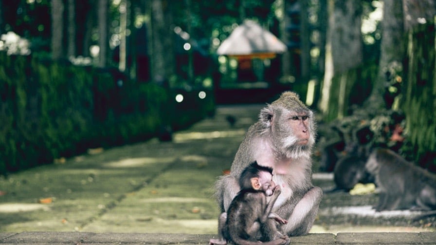 Sacred monkey forest in bali
