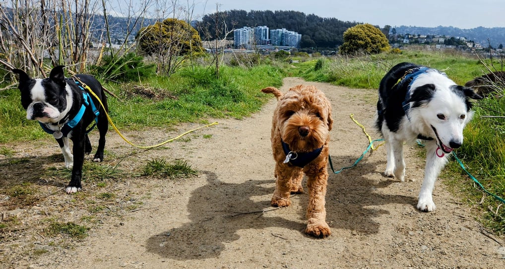 Three dogs are walking towards the camera on a wide hiking trail