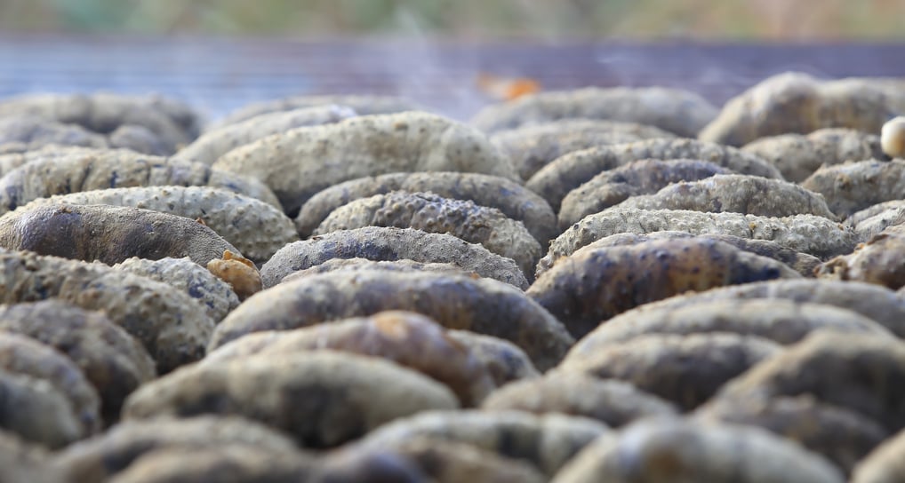 Dried trepangs (sea cucumbers) selected by Madopex, Madagascar's leader in seafood exports.