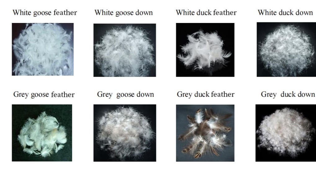 a bunch of different types of white feathers