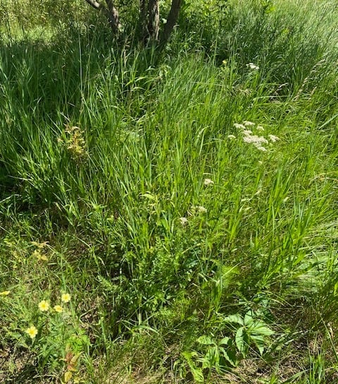 Yarrow growing in the field