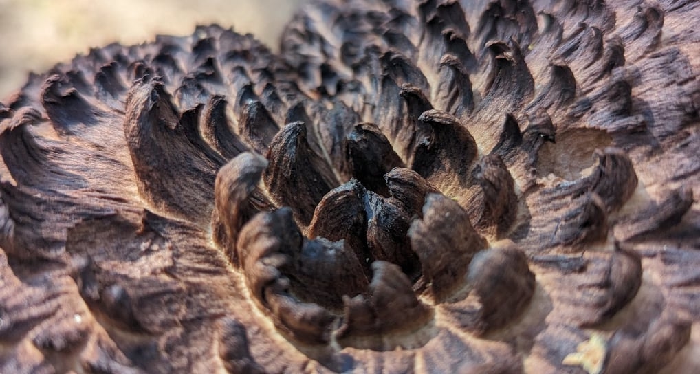 Close zoom of the top of a scale hedgehog mushroom