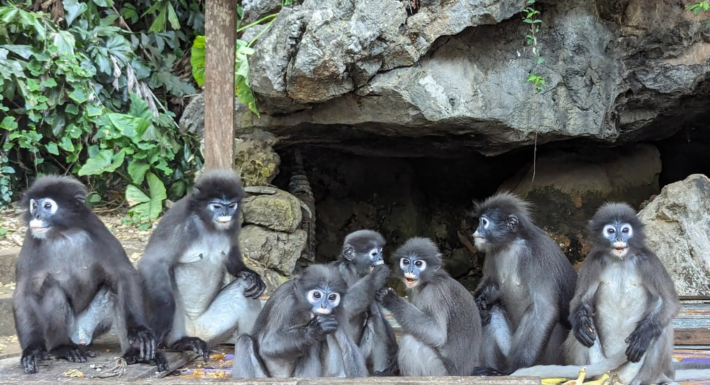 Les Langurs, singes à lunettes, Chumphon