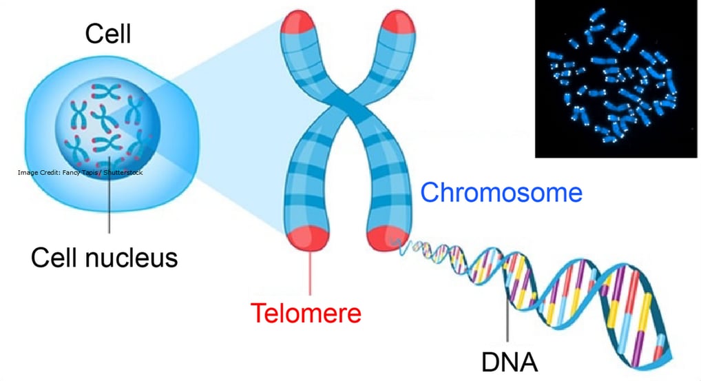 telomeres