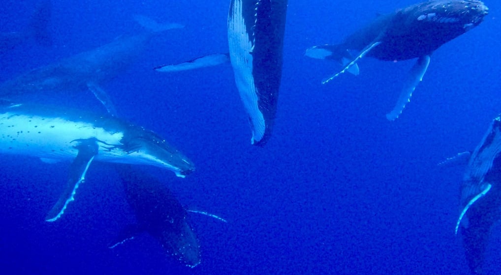 Danse de baleines