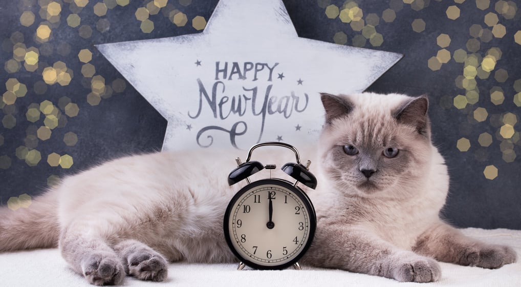 a cat laying in front of a happy new year sign
