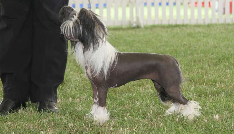 Chinese crested sales dog club