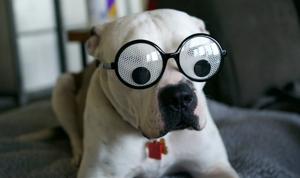 Health Vibes - LOL at Animals Doing their goofy for the best medicine