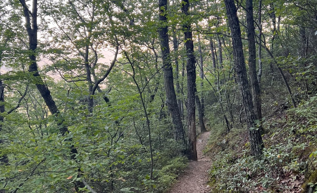 a trail leading up a steep hill in the woods