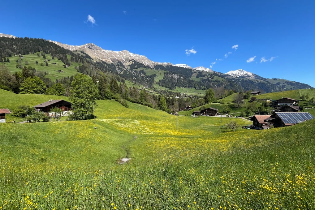 Fields of wildflowers outside of Frutigen