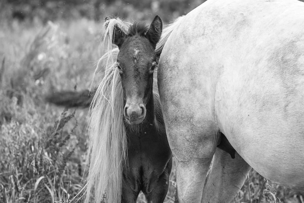 a foal is standing next to his mother in a field