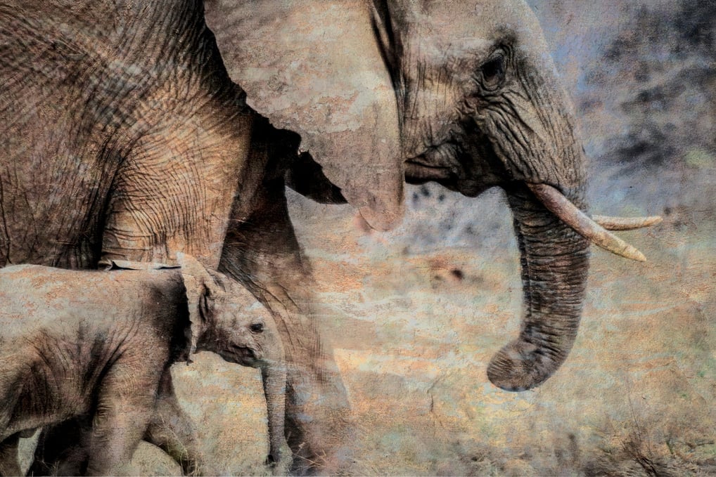 Fine art photograph of a mother elephant and calf with textured artistic overlay by Samantha Lee Osner