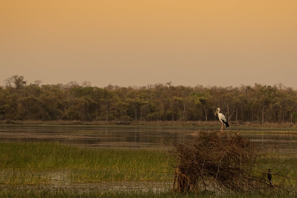 An Openbill Stock sitting on a dry grass with the wetland as background