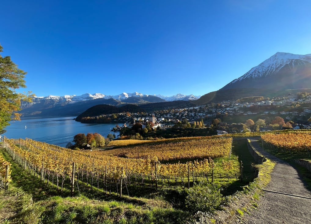 View from the Spiez Vineyards
