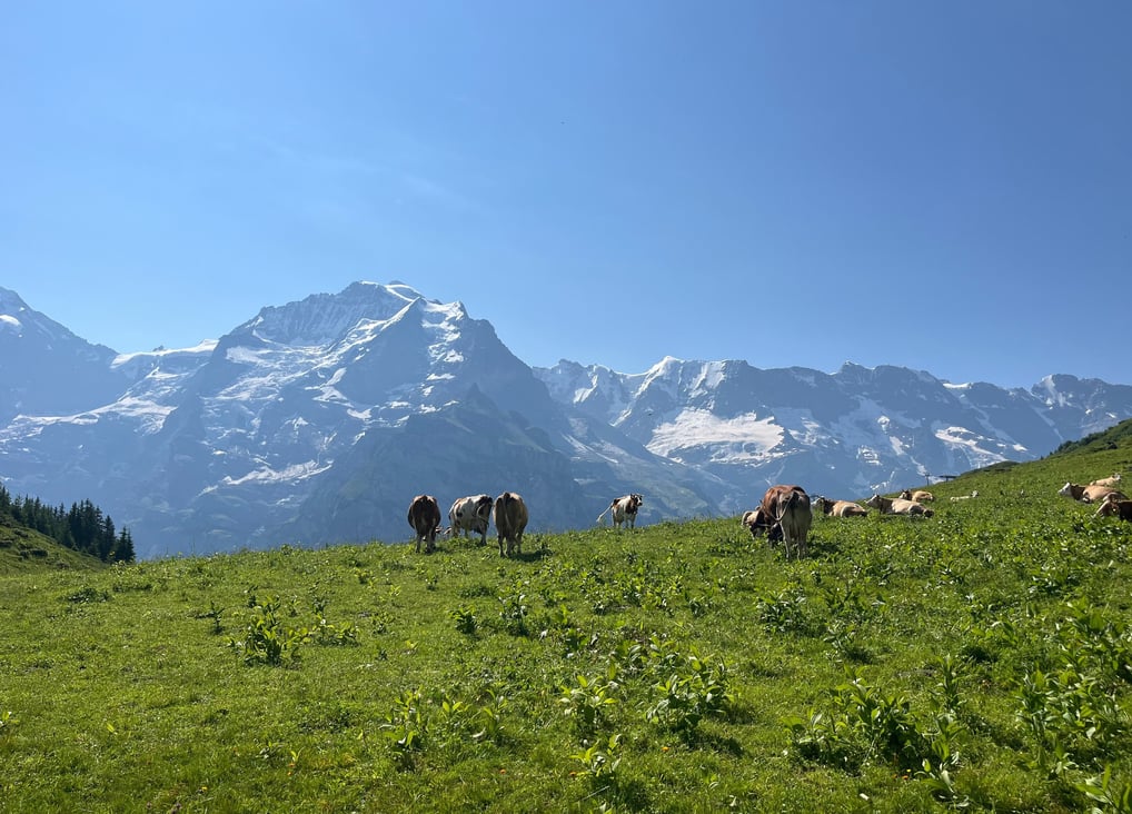 Cows above Mürren Switzerland