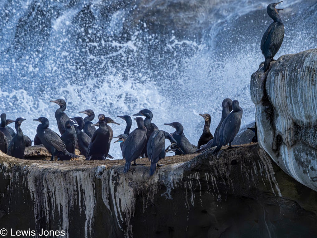 Cormorants on the La Jolla, CA shore during breeding season with ocean spray in the background