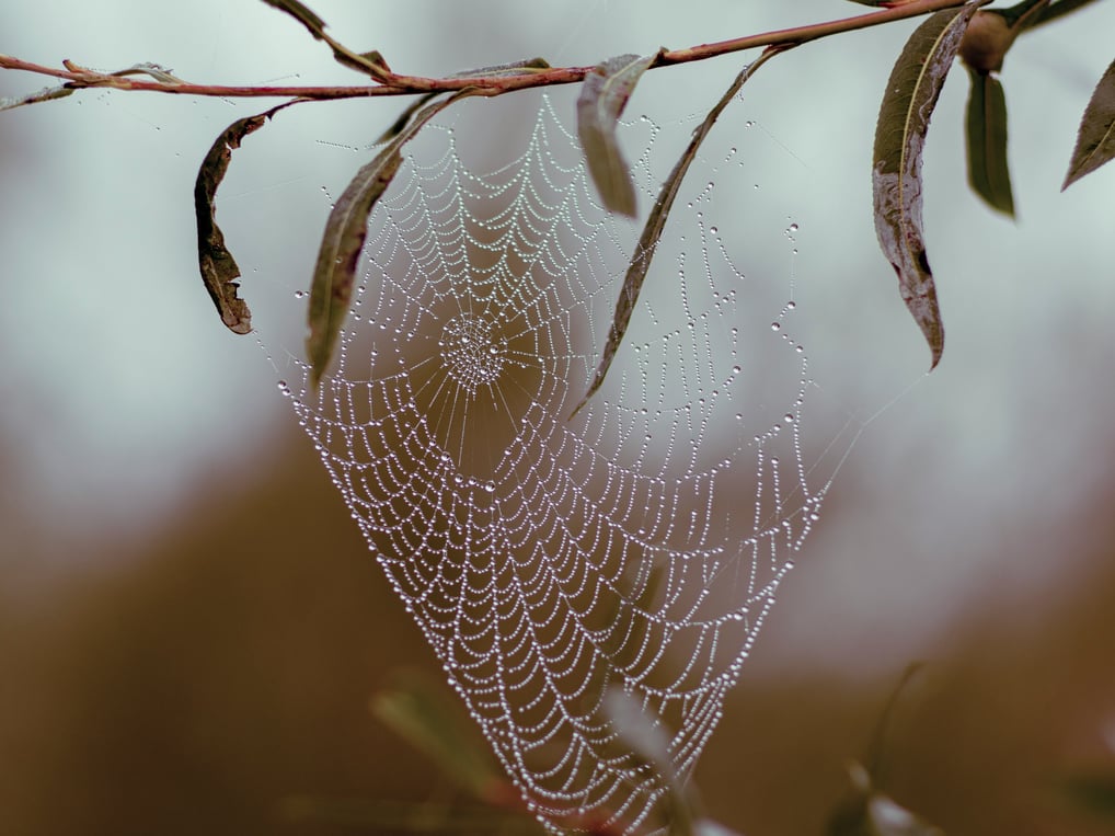 A spiderweb on a tree bracnh used to show the trap of a fixed mindset