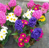 fleur plantes tombe livraison gratuite maine et loire, sarthe, mayenne