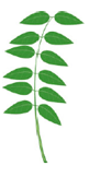 Feuille - paripennée 