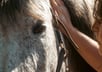 A close up shot of a grey horse's eye and Gemma resting her hand below the horse's ear.