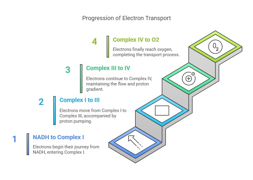 Progress of electron transport