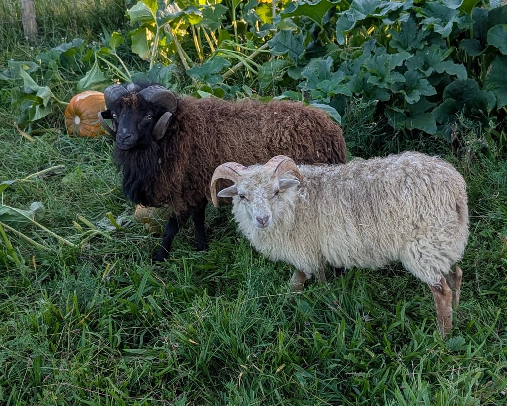 Two 7/8 Ouessant rams 