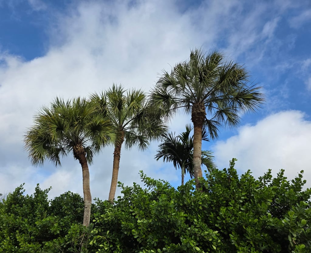 Tropical palm trees and green foliage set against a bright blue sky with white clouds.