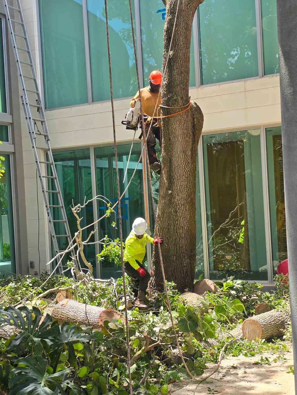 Professional arborists using chainsaws and ropes to remove a large tree near a building.