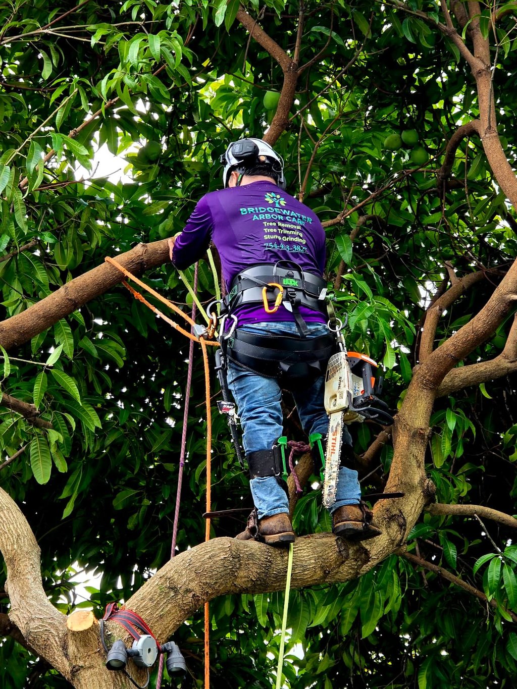 Professional arborist wearing safety gear and harness performs tree trimming and pruning services high in a lush mango tree.