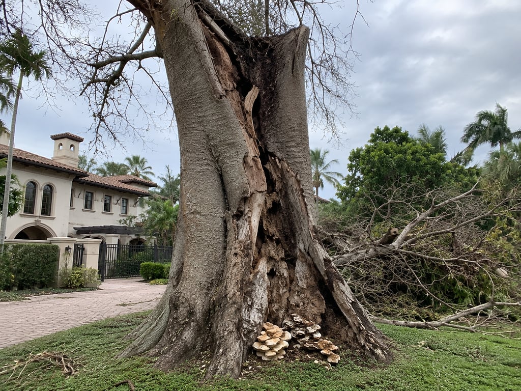 A damaged hollow silk cotton tree with storm debris and mushrooms growing at the base near a luxury home.