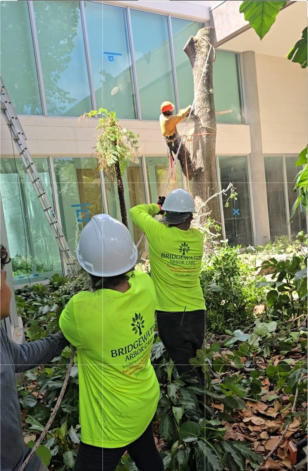 Controlled hazardous tree removal using ropes to safely lower branches during a tree removal.
