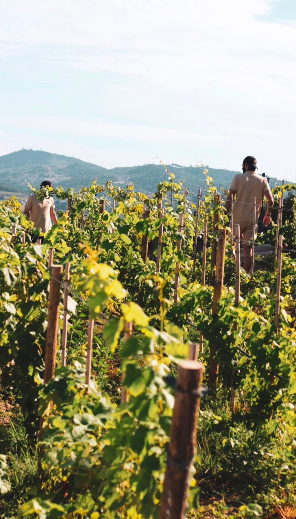 Douro Brothers