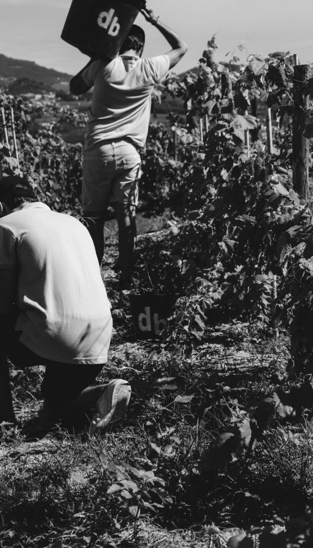 Douro Brothers