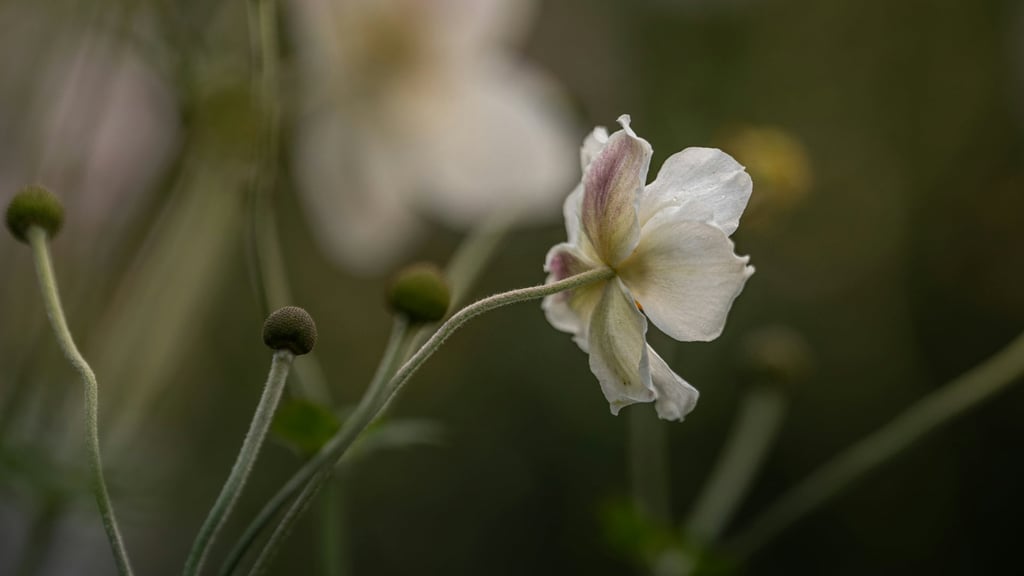 Five gentle ways to reclaim Sunday, soften your nervous system and create a soft landing.