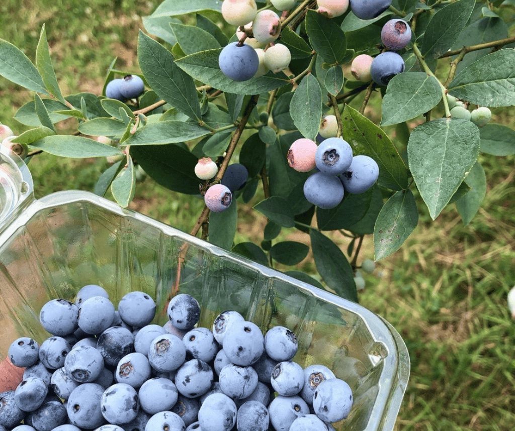 Arandanos-azules-en-maduración