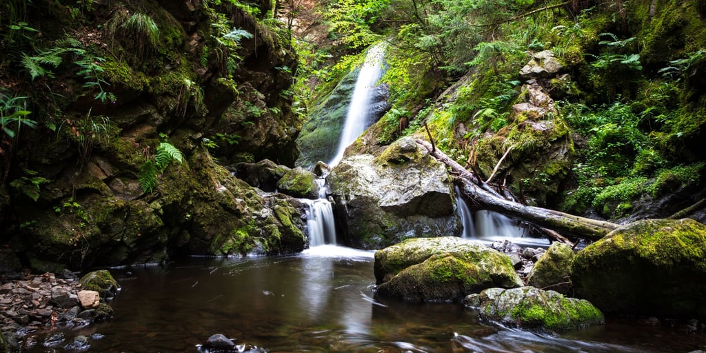 BLACK FOREST SERENITY