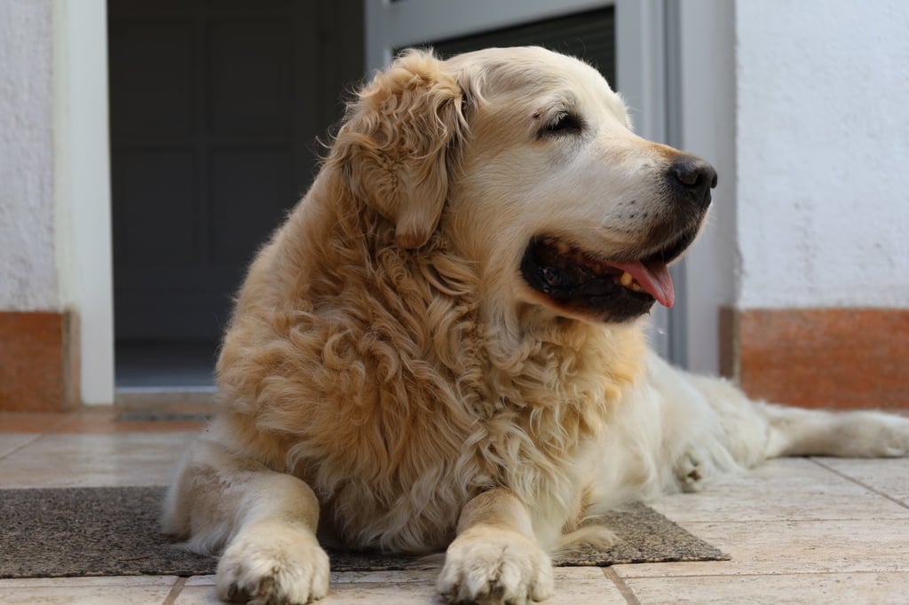 Dió (Walnut), a senior golden retriever at my parents' house, Bicske, Hungary