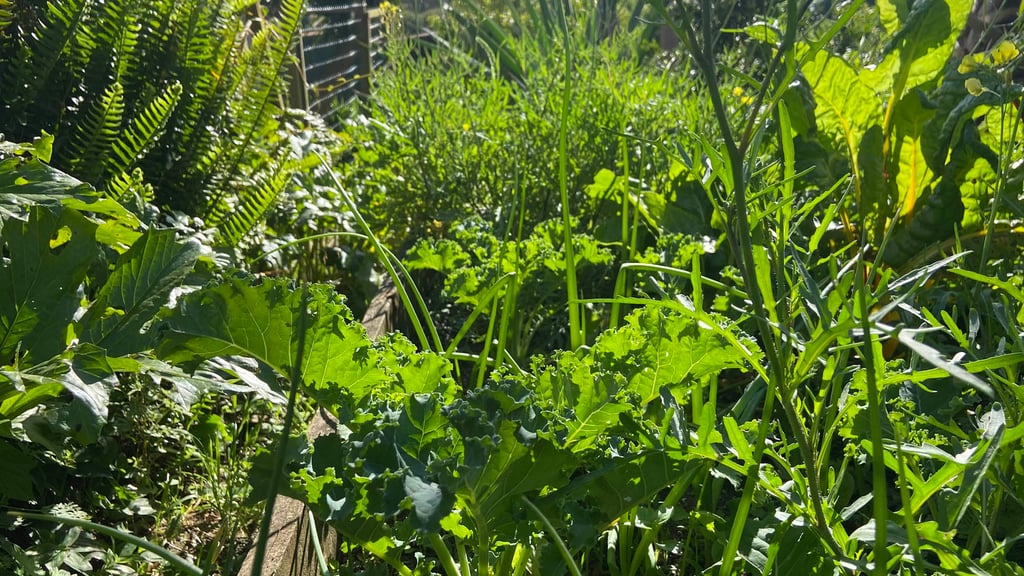 kale onions growing in a raised bed