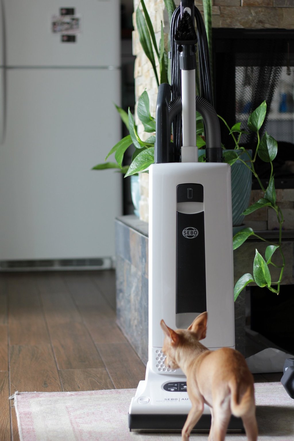 A SEBO upright vacuum cleaner stands on a rug next to a small dog and indoor houseplant.