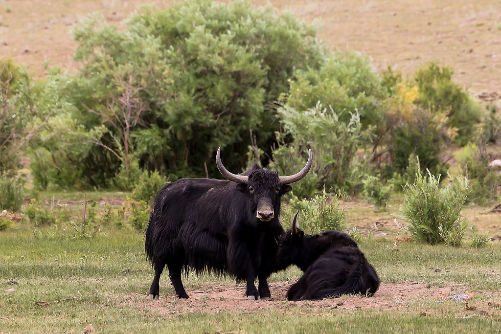 friendly yak neighbors