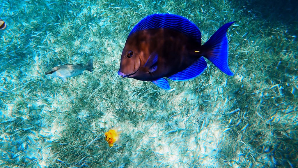 Atlantic Blue Tang
