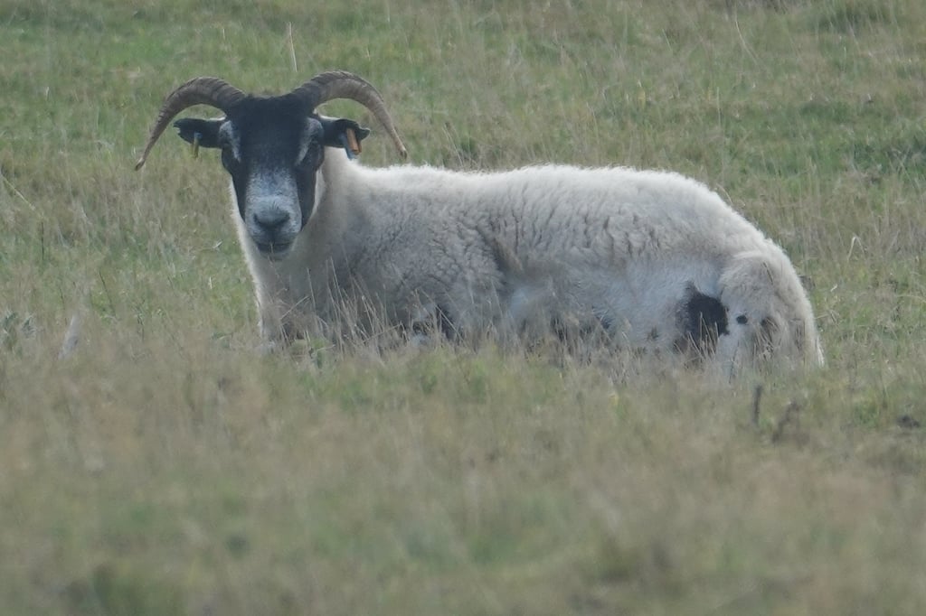 Sheep at Balvaird Castle Scotland