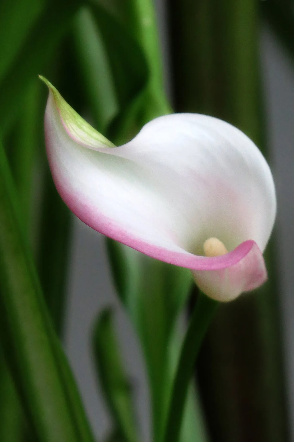 White calla lily with a delicate pink border, showcasing its elegant trumpet shape against a soft green background.