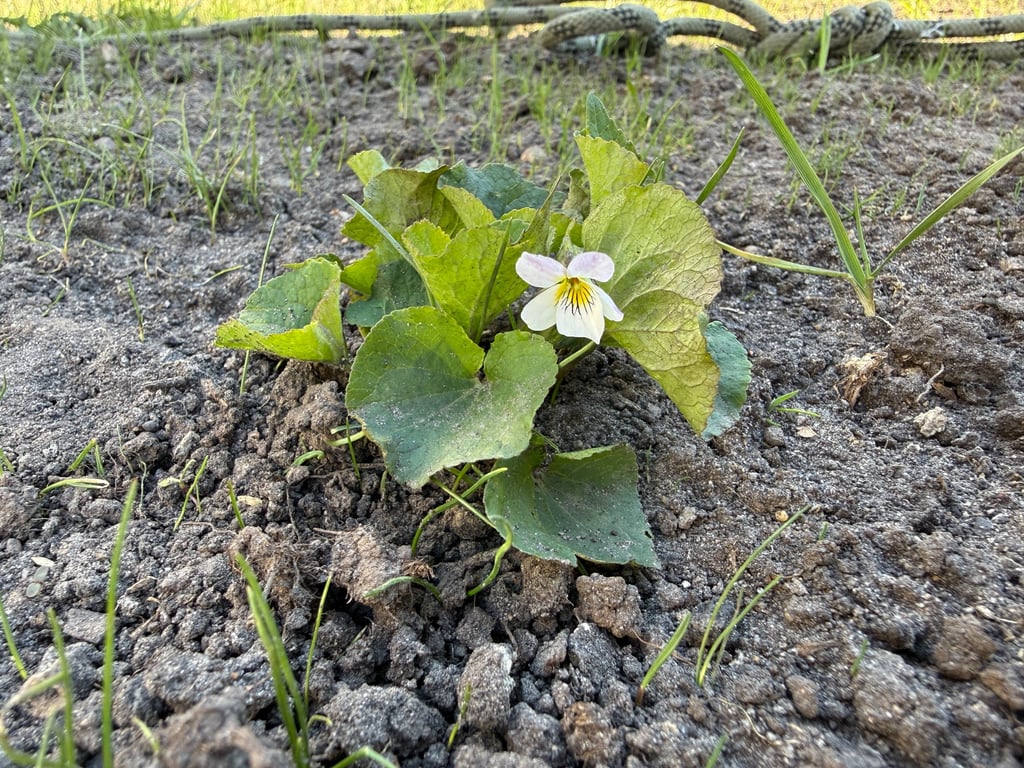 A small white and yellow wild violet flower blooming in garden soil with green leaves.