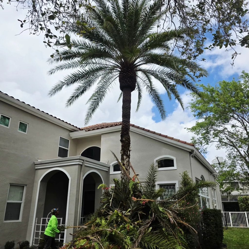 Professional landscaping crew trimming a tall date palm tree in front of a residential home.