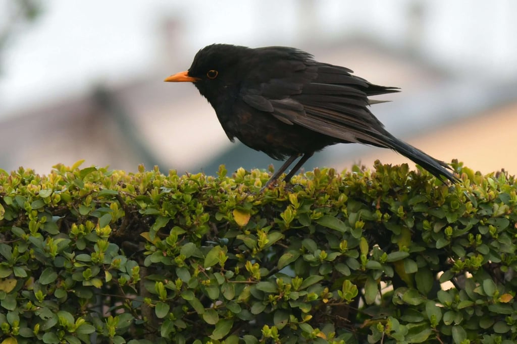 A blackbird with an orange beak perching on a green garden hedge.