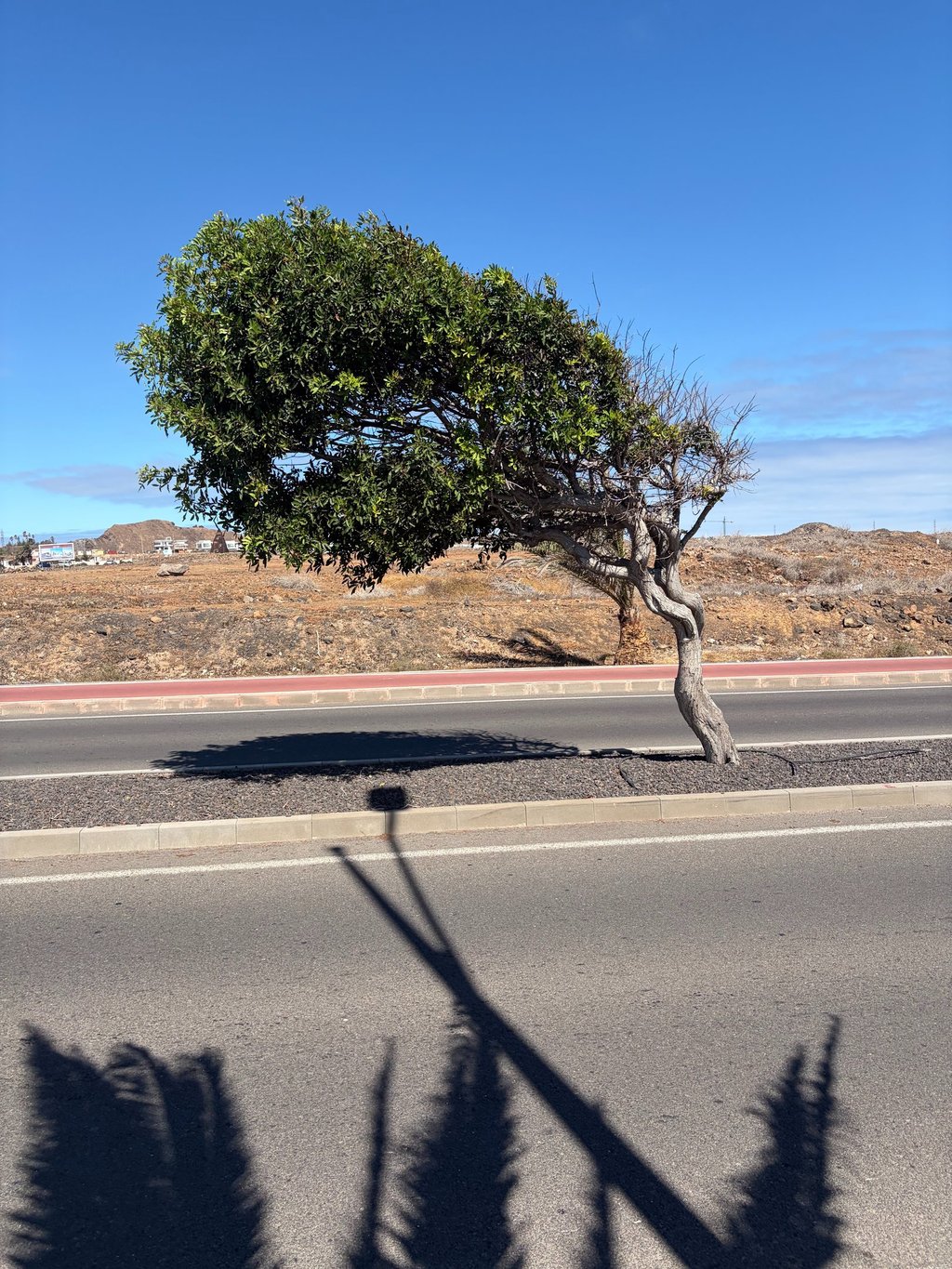 Wind-swept tree leaning over a paved coastal road under a clear blue sky in a desert landscape.