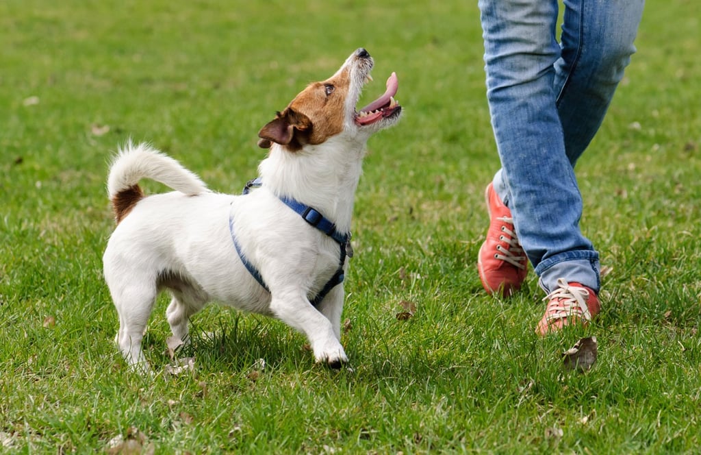 9 Puppy Training Mistakes Every New Owner Should Avoid