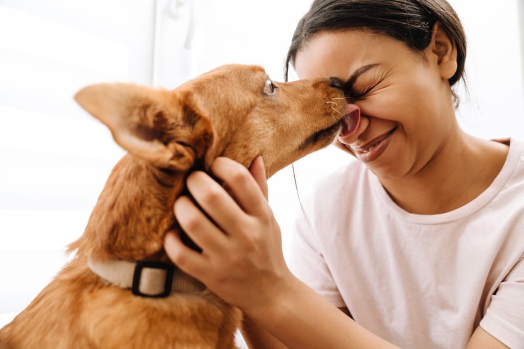 Why Is My Dog Licking Me So Much
